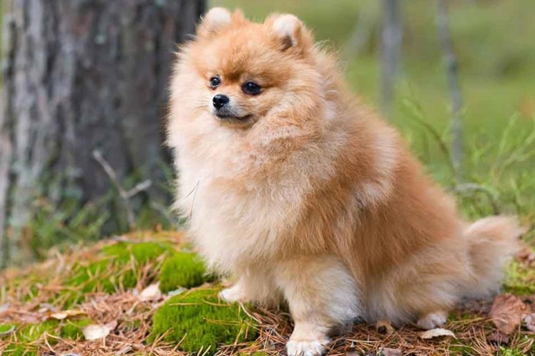 Померанский шпиц БОО