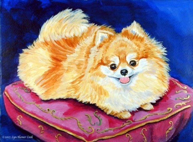 Померанский шпиц темперамент