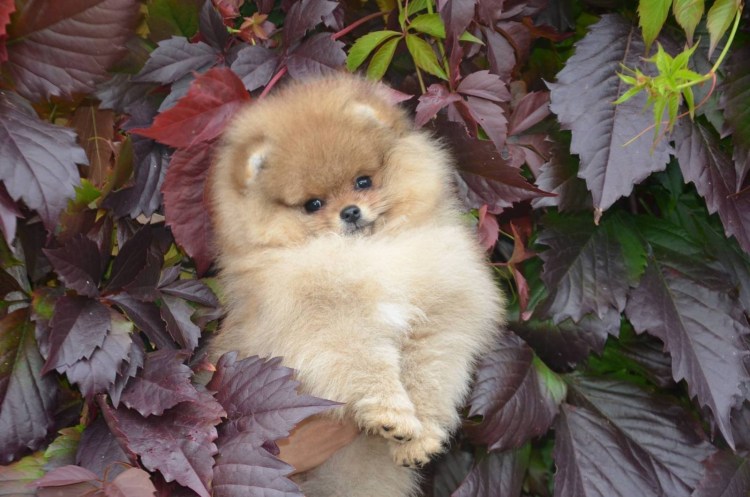 Померанский шпиц