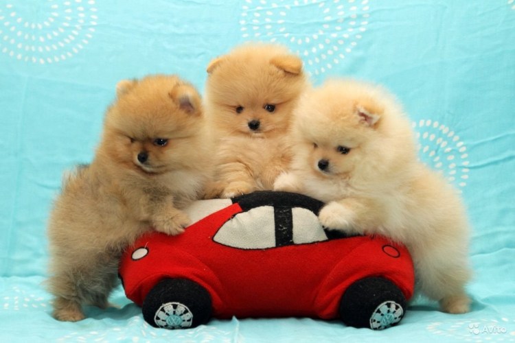 Шпиц померанский карликовый