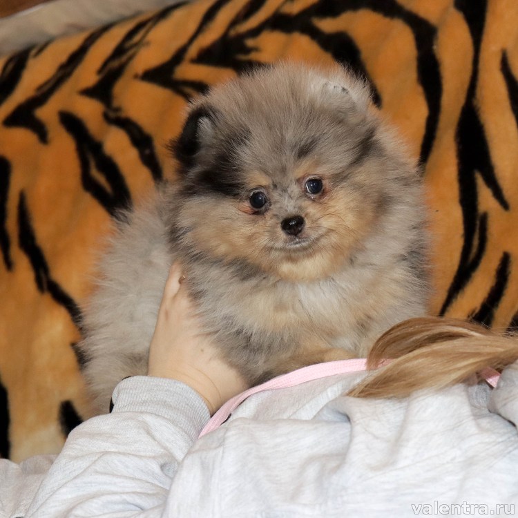 Шпиц щенок во весь рост