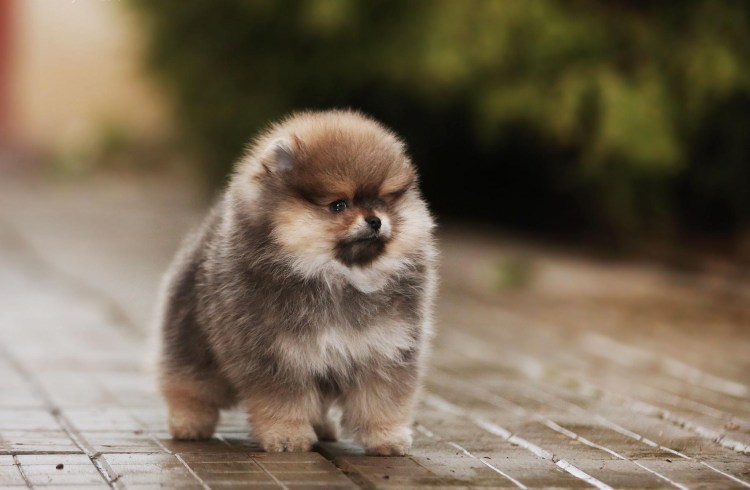 Шпиц померанский карликовый белый