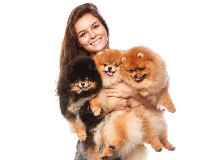 Шпиц собака