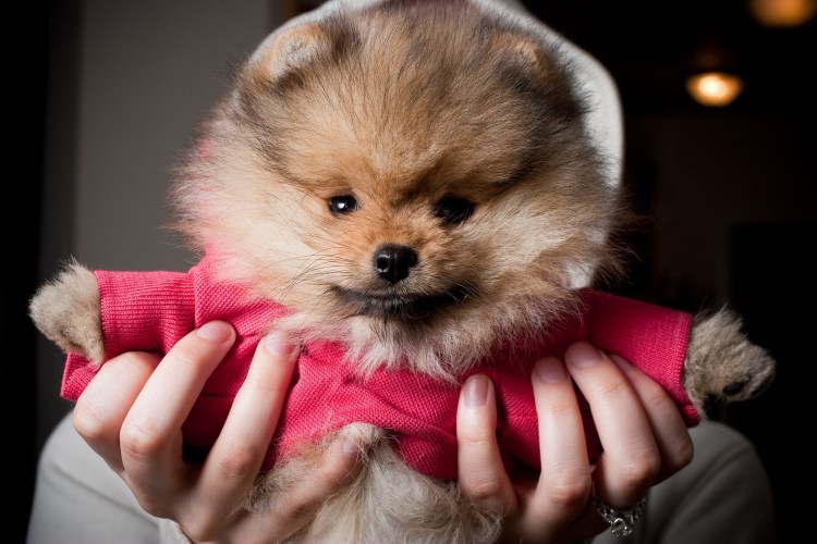 Немецкий померанский шпиц мини