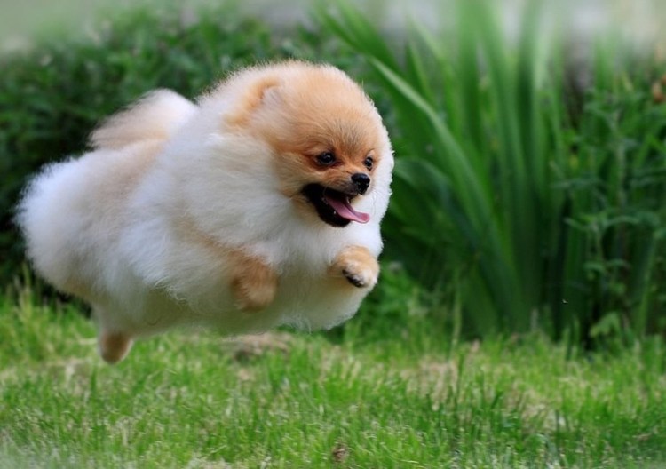 Шпиц терьер короткошерстный