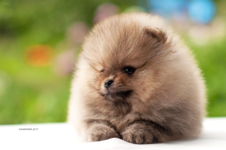 Померанский шпиц новорожденный