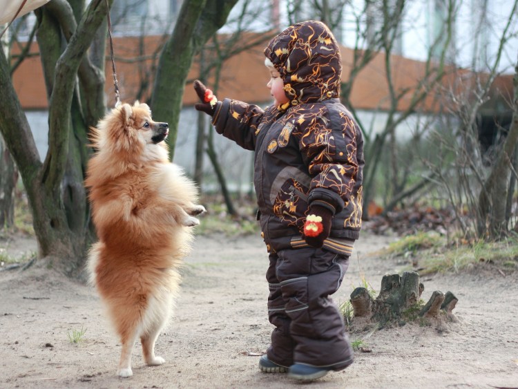 Померанский шпиц дрессировка