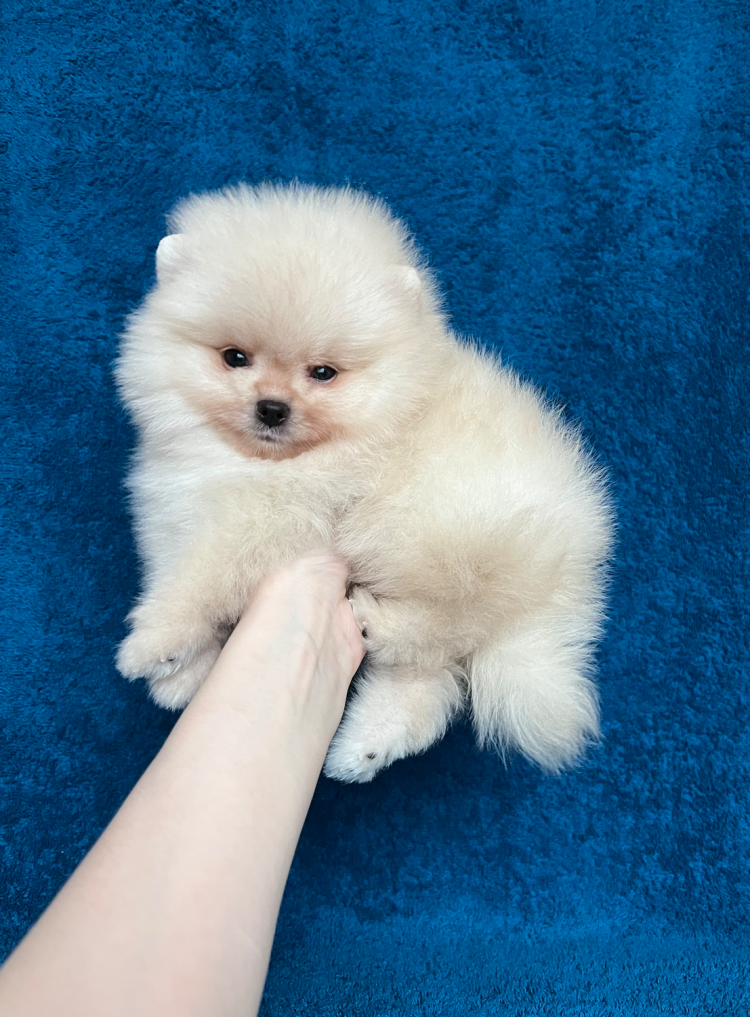 Померанский шпиц Медвежонок