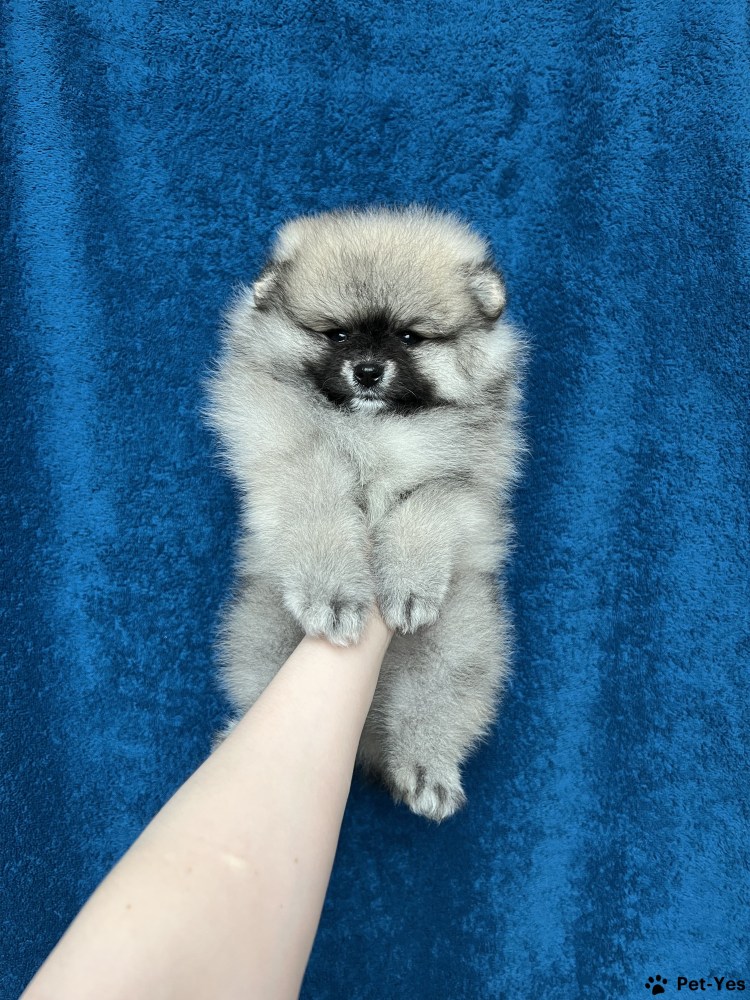 Милые померанские Шпицы