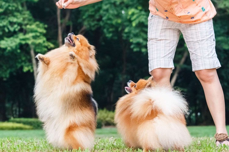 Померанский шпиц