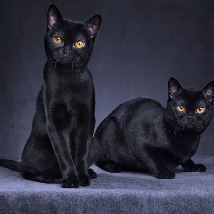 Британская Бомбейская кошка