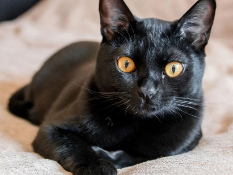 Бомбейская кошка черно белая