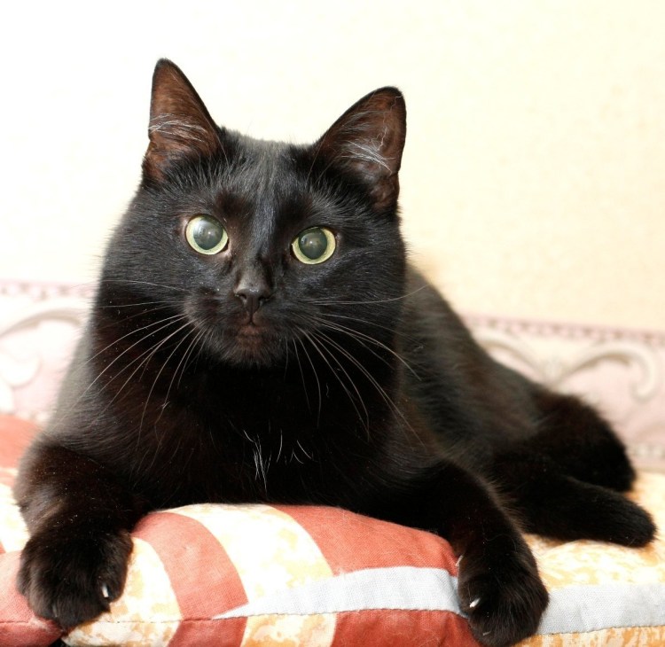 Порода пантеретта