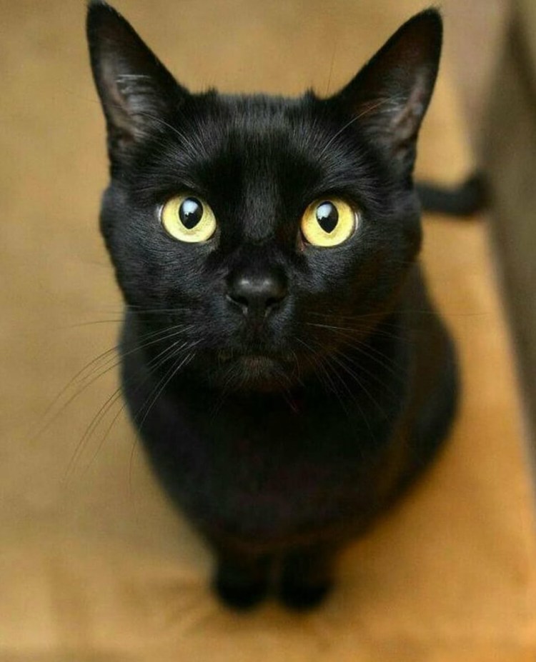 Бомбейская порода кошек