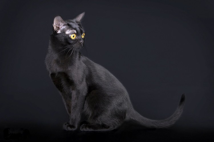 Бомбейская кошка