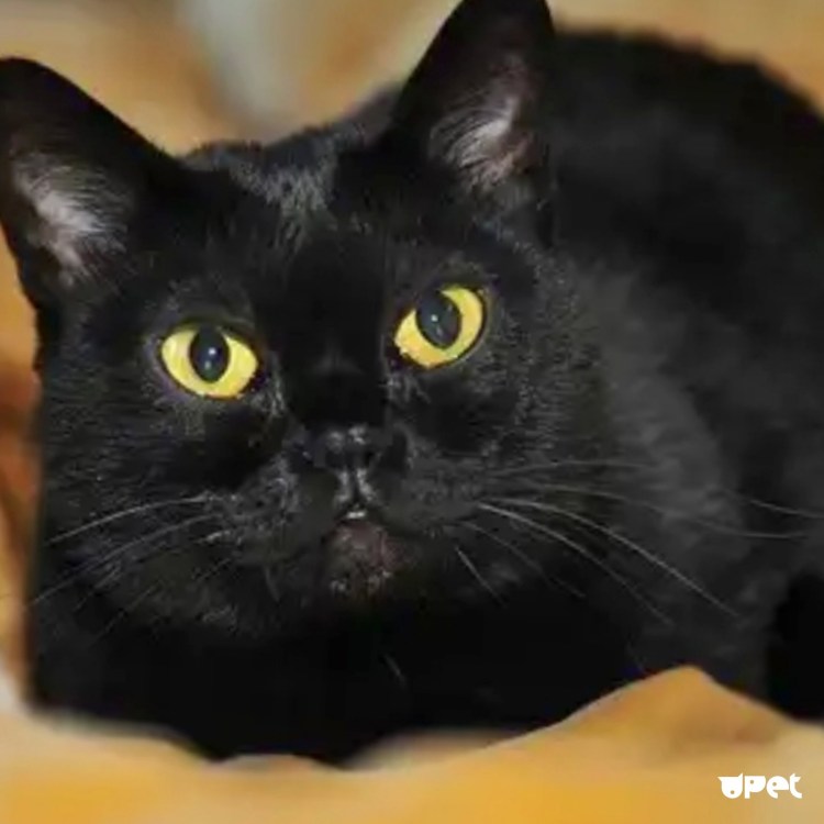 Бомбейская черная кошка