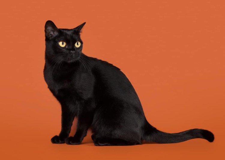 Мандалай кошка Бурманская