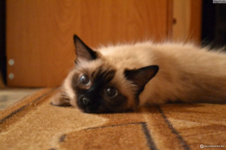 Балинез (балийская кошка)