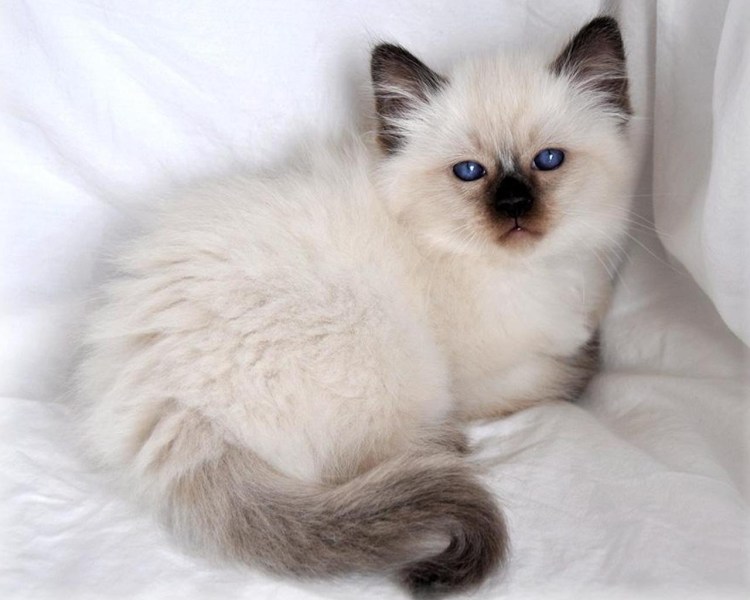 Сиамская Балинезийская кошка
