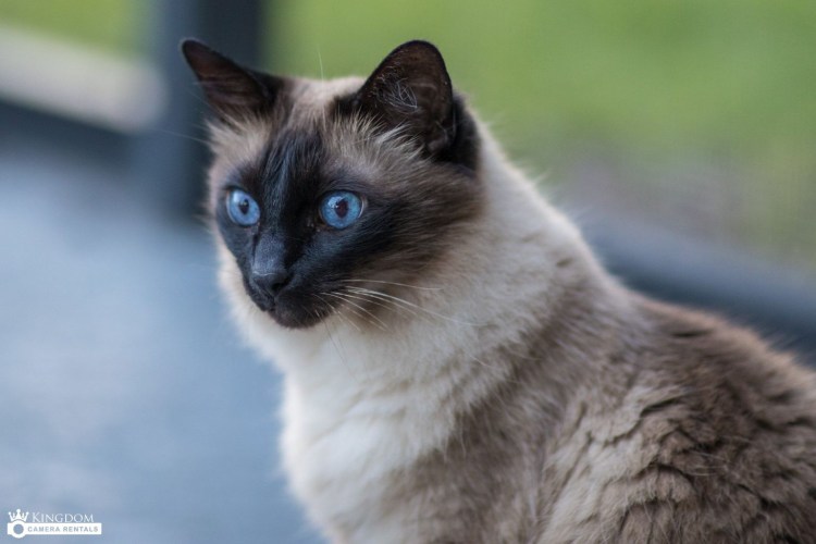 Сиамская Балинезийская кошка