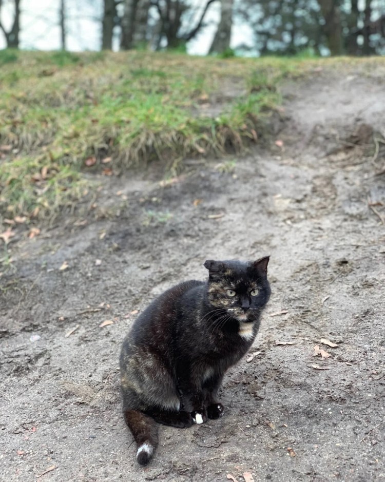 Балтийские коты