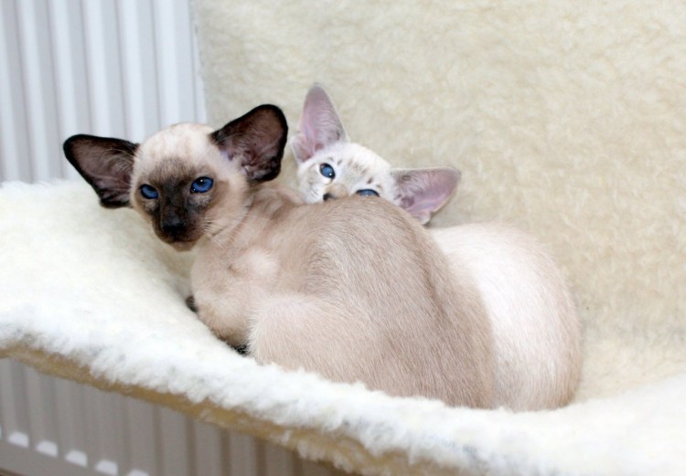 Балинезийский табби Пойнт