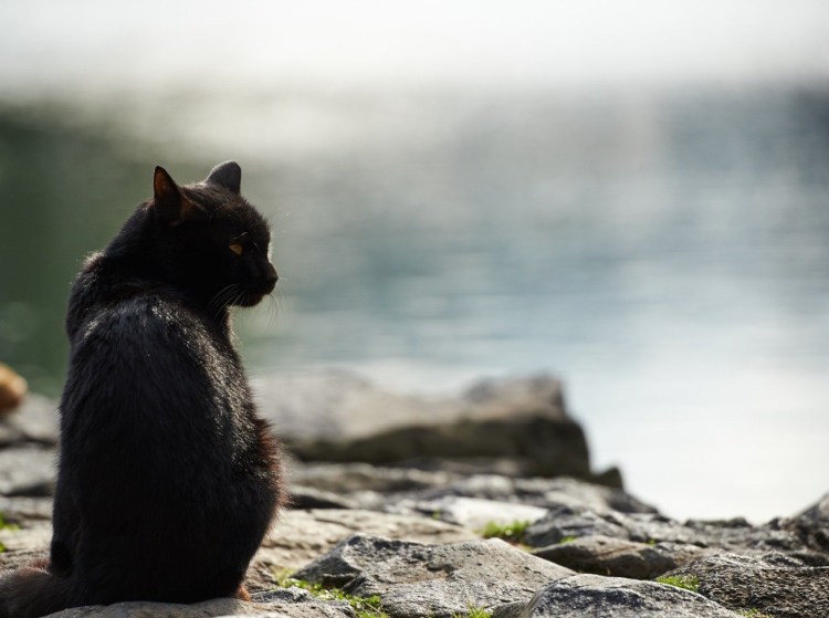 Эгейская кошка