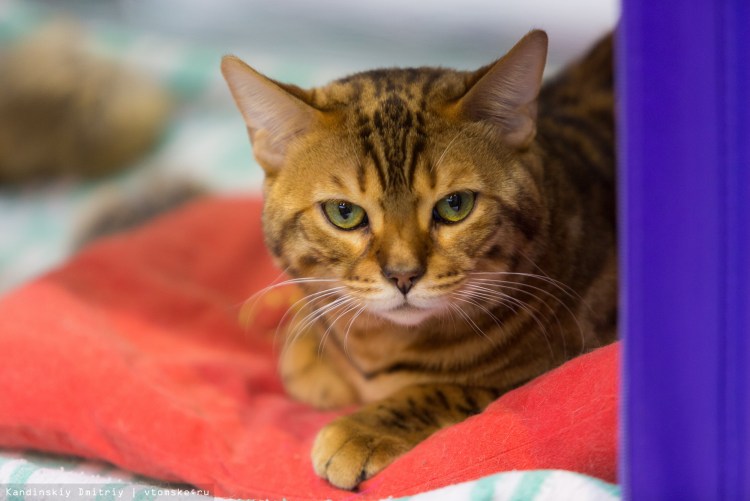 Орикат Балтик кот