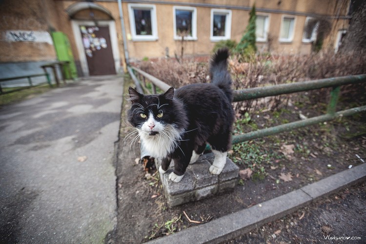 Балтийский котик фото