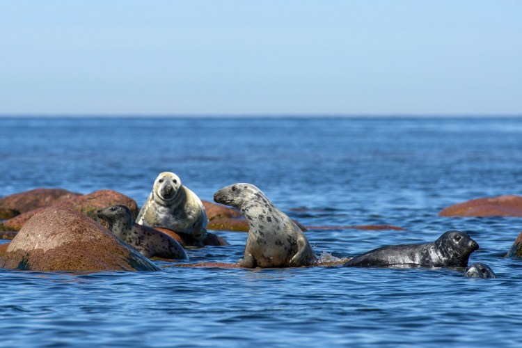 Кот на пляже