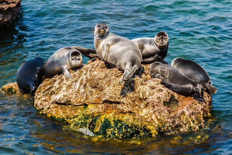 Ориентальная длинношерстная кошка