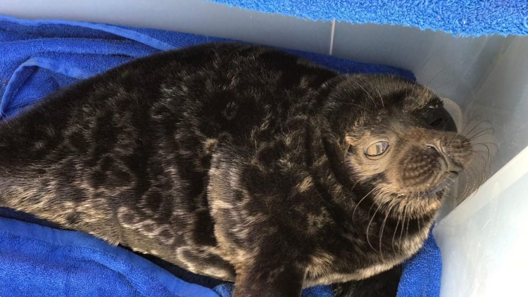 Балинезийская кошка