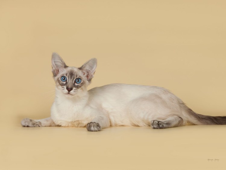 Балинезийская кошка