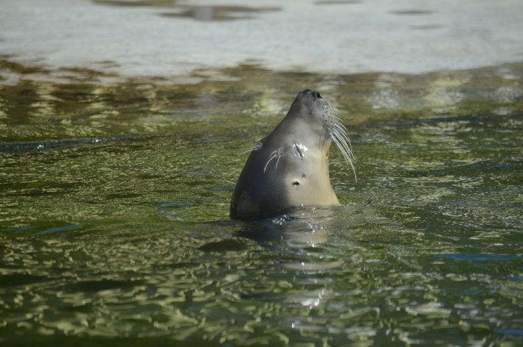 Кот на берегу реки