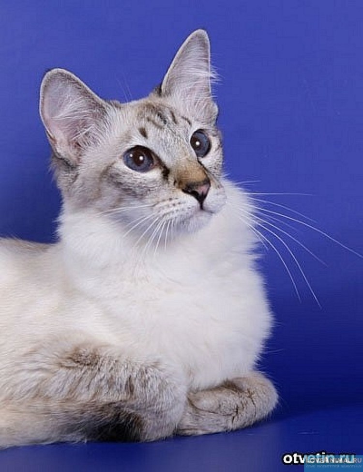 Балинез (балийская кошка)