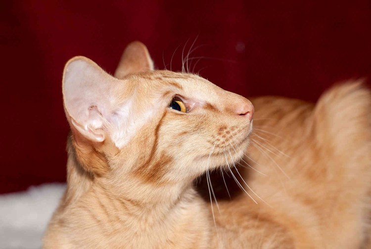 Nn-df383bzpe (инверторная)