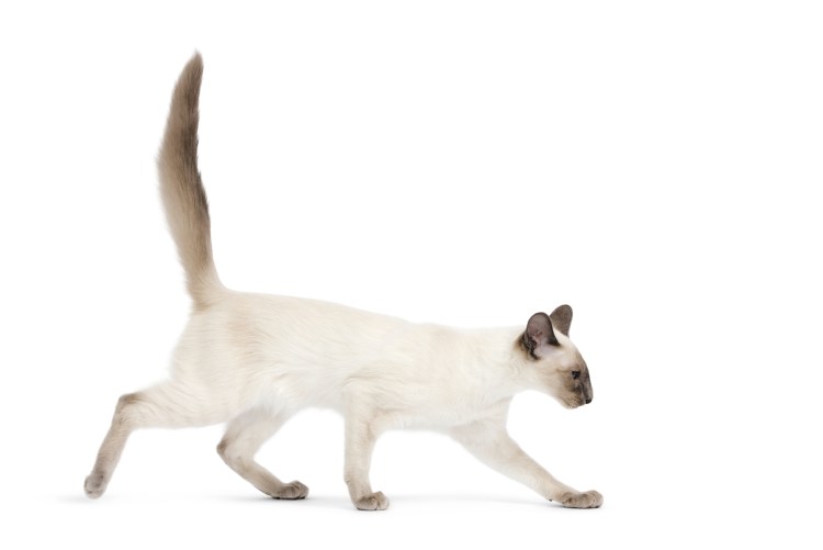 Бирманская Сиамская кошка