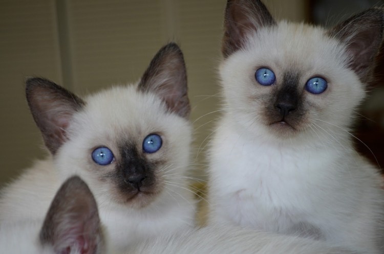 Балинезийская кошка