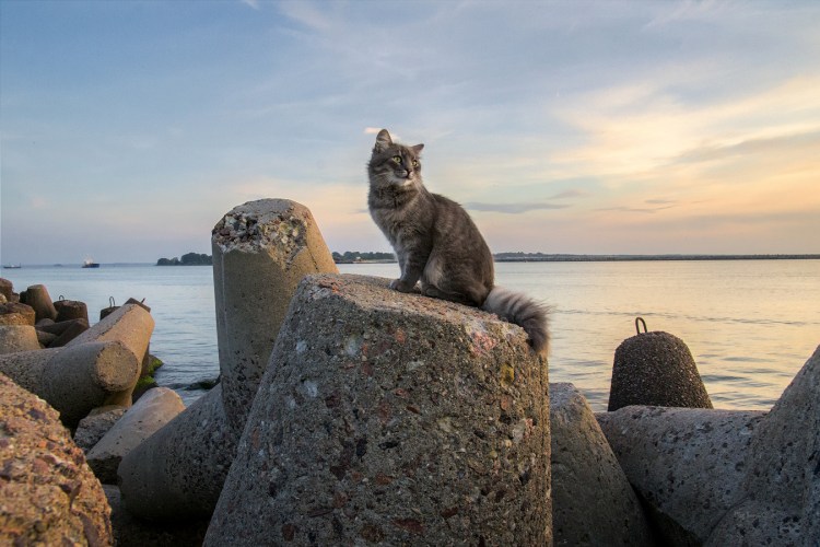 Кошки-Балинез, Ориентал, рекс, Петерболд