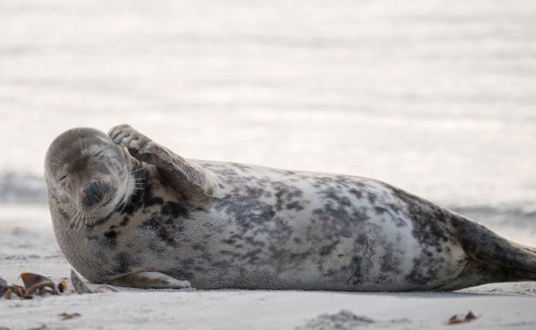 Орикат Балтик кот