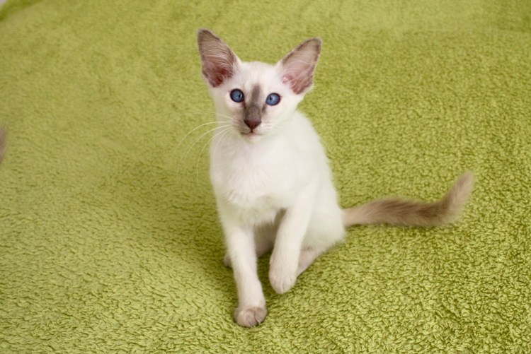 Фото нерпы не менее 300 пикселей