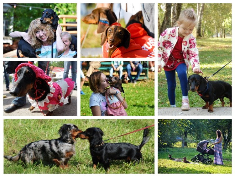 Фестиваль такс в Мелихово