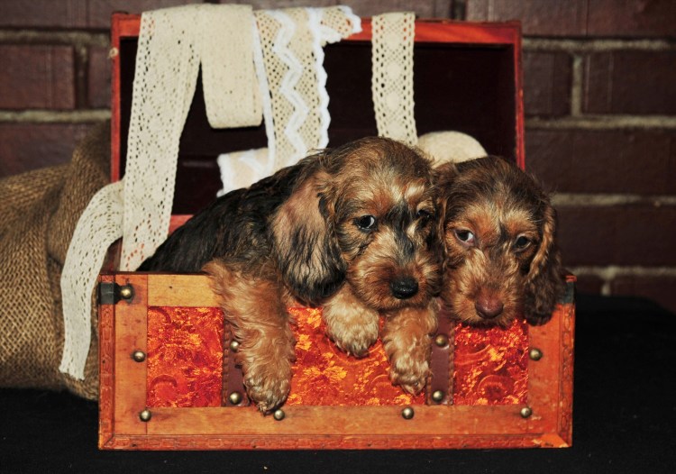 Памятник таксам Чехова