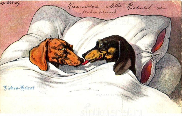 Фестиваль такс в Мелихово