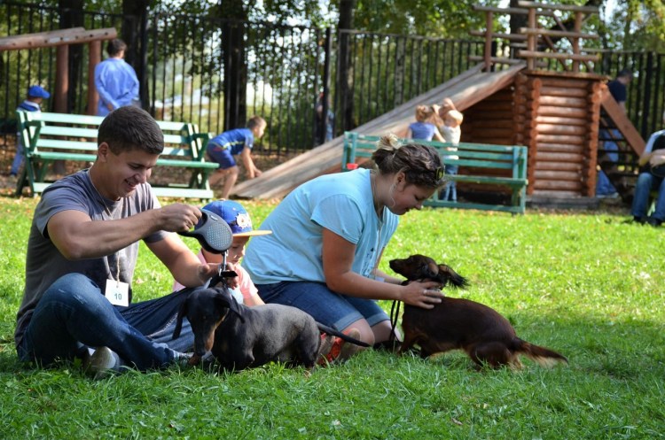 Фестиваль такс в Мелихово