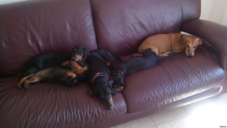 Фестиваль такс в Мелихово 2022