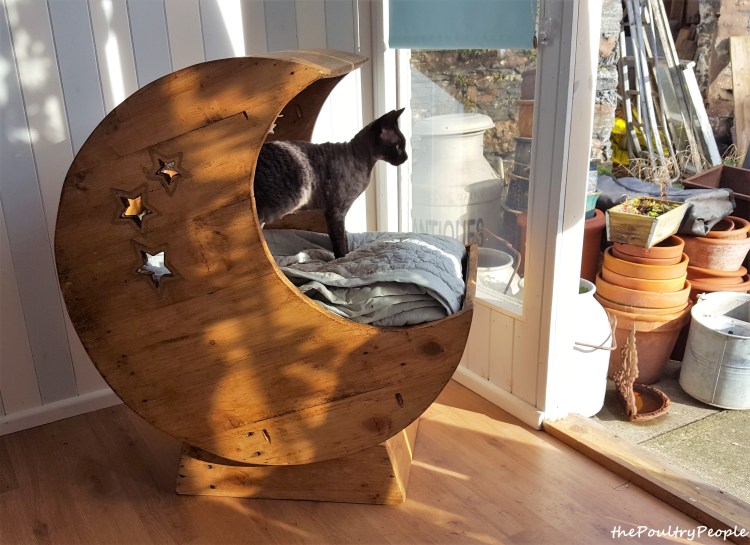 Необычные домики для кошек