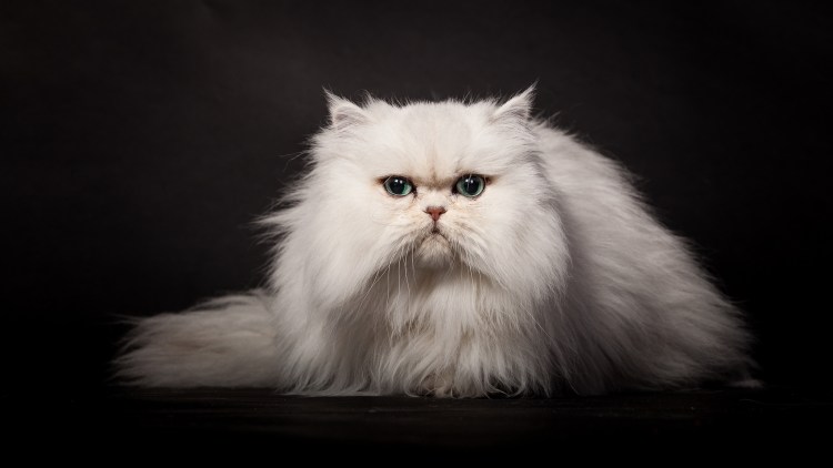 Сибирский персидский кот