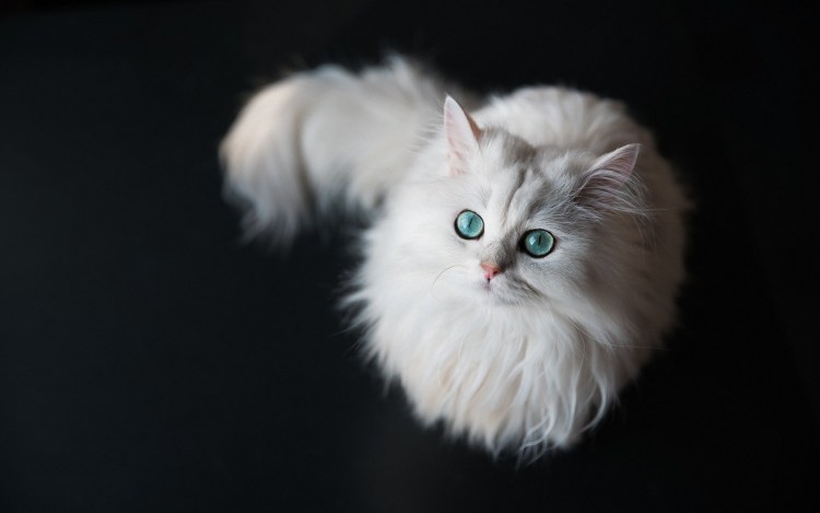 Персидская кошка черно белая