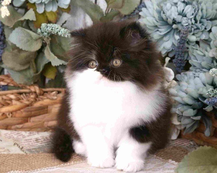 Персидский кот черно белый
